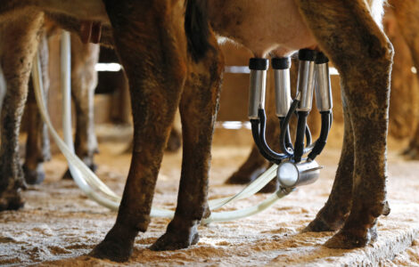 Florida farm identified as source of raw milk that sickened 21